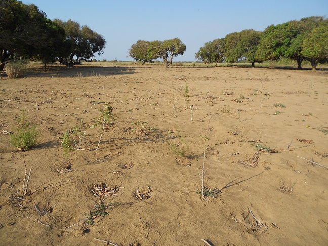 Blog – Le rechauffement climatique vu de Manombo